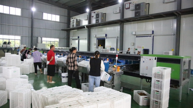 修文縣首個(gè)即食獼猴桃加工中心建成投用